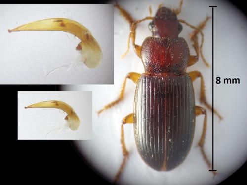 Ophonus melletii